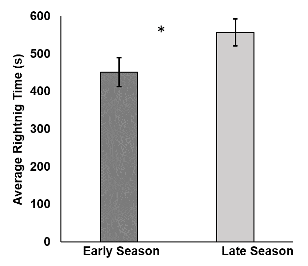 A data figure that shows the time that it takes a hatchling to right itself, relative to the season in which it was born. It shows that turtles born in the early season took about 450 seconds to right themselves. It shows that turtles born in the late season took about 550 seconds to right themselves. 