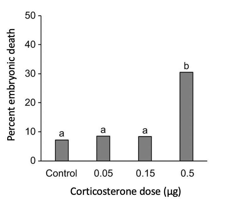 A data figure that shows embryo mortality in response to corticosterone. The x-axis shows doses of corticosterone (micrograms) using a control, 0.05 micrograms, 0.15 micrograms, and 0.5 micrograms. The y-axis shows embryo mortality as a percentage. The percent mortality is highest at 0.5 micrograms of corticosterone (30 percent). The percent mortality is significantly lower for the control, 0.05 micrograms, and 0.15 micrograms (all near 10 percent). 