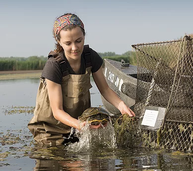 A picture of Amanda Wilson Carter at her field site. She is in a marsh wearing waders. She is next to a canoe, holding a turtle that was just removed from a trap.
