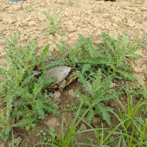 A turtle sits in the sand between a set of plants, preparing to lay her eggs.