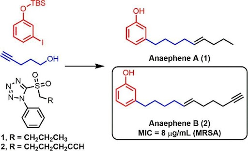 A chemical reaction that ends with Anaephene A and Anaephene B. The figure highlights the MIC of Anaephene B, 8 microgram/mL against MRSA.
