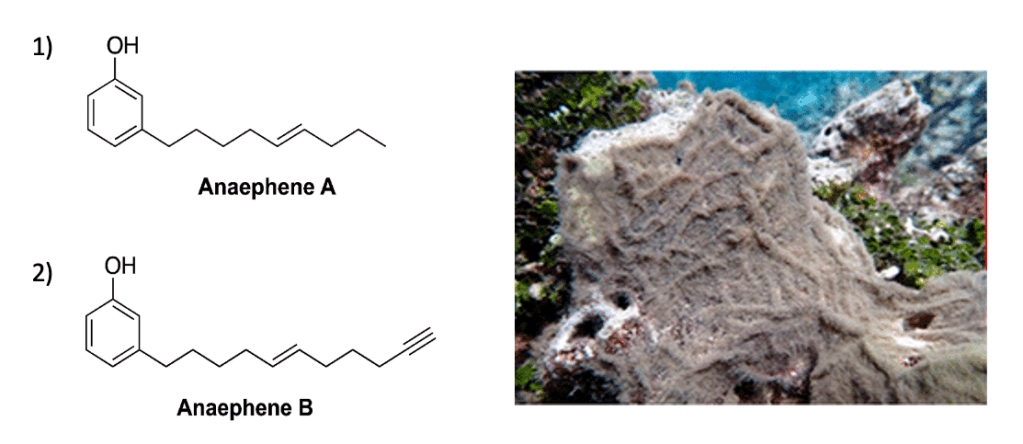 Two images. One has the chemical structure of Anaephene A and Anaephene B. The other has a picture of grey marine cyanobacteria.