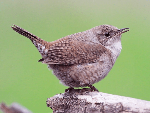 I picture of a plump house wren sitting on a branch.