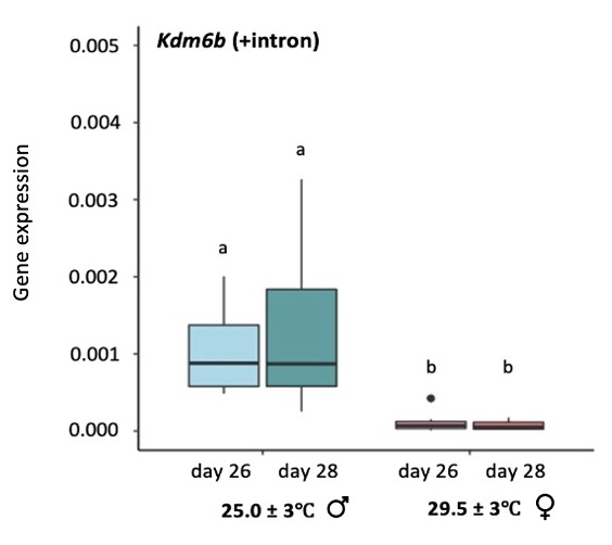 A data figure with boxplots that shows how much of the intron containing version of Kdm6b is expressed in the body of a growing turtle. The blue boxes show data from eggs reared at cool (25.0 ± 3°C), male-producing temperatures. These blue boxes are larger and have more spread than the pink boxes, which show data from eggs reared at warm (29.0 ± 3°C), female-producing temperatures. The blue boxes have an average near 0.001 and the pink boxes have an average near 0.  In other words, the intron-containing version Kdm6b is expressed more under male-producing temperatures than female-producing temperatures. 
