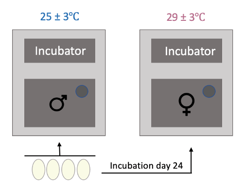 Eggs were incubated under a male-producing temperature of 25.0 ± 3°C for the entire experiment or were moved to a female-producing temperature of 29.5 ± 3°C after incubation day 24. 