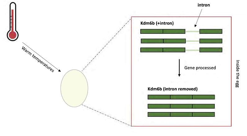 A picture of a red thermometer that points to a turtle egg. The image zooms into the inside of the egg to show the intron in the Kdm6b gene.  It shows that the intron is cut out of the gene under warm temperatures. 