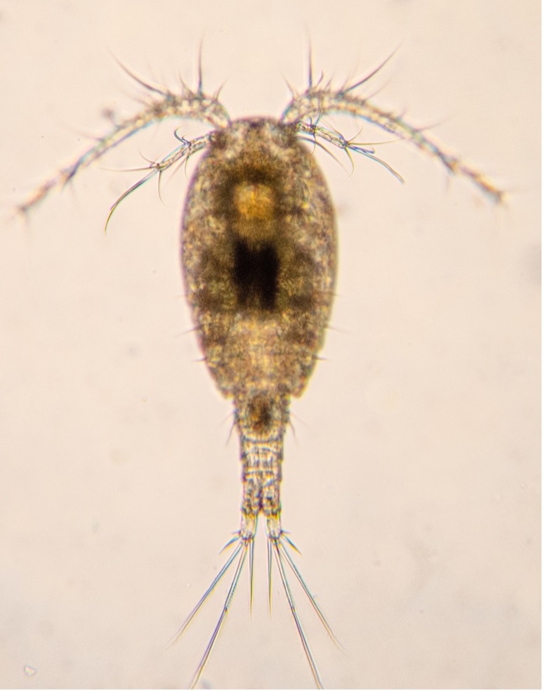 A picture of a copepod on a white background. It has an oval-shaped, translucent body and what appears to be very large antennae. Its tail is bifurcated and about half the length of its body.  
