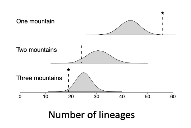 The figure shows three curves for the parasite lineages expected under the null model. For one mountain, most simulations found fewer lineages (the expected value) than the 56 lineages that the researchers observed. For two mountains, the observed number (25 lineages) was similar to the expected number of lineages. For all three mountain ranges, most simulations found more lineages than the 19 lineages observed.  