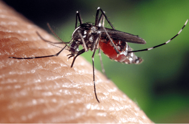 A close-up of mosquito perched on a person’s skin. It has a red abdomen.