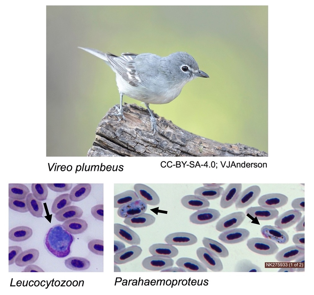 A three panel image. The top image shows a vireo, a small grey bird on a log. The bottom two images show parasites inside bird blood cells. The Leucocytozoon parasite is larger, more circular, and causes the infected blood cell and its nucleus to change shape. The Parahaemoproteus parasite is wrapped around the nucleus of the blood cell. Both parasites are stained a light purple color and the nuclei of the bird host cells are dark purple.