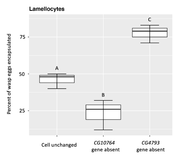 A data figure that shows the percent of encapsulated wasp eggs when CG10764 and CG4793 are turned off. In unchanged cells, around 50% of eggs are encapsulated. When CG10764 is turned off, around 25% of eggs are encapsulated. When CG4793 is turned off, around 80% of eggs are encapsulated.