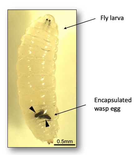 A picture of an infected fly larva under a microscope. The larva looks fat and grub-like. The encapsulated wasp eggs look like hard black ovals. 