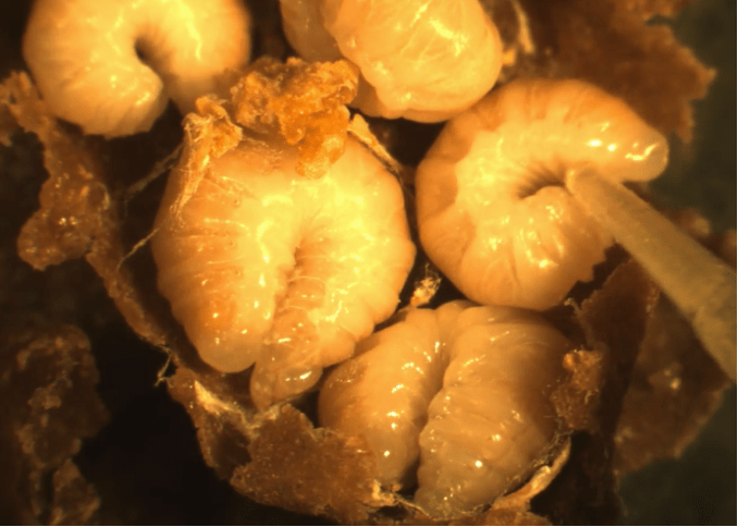 A picture of bumble bee larvae being hand-fed N. bombi spores with a pipette.