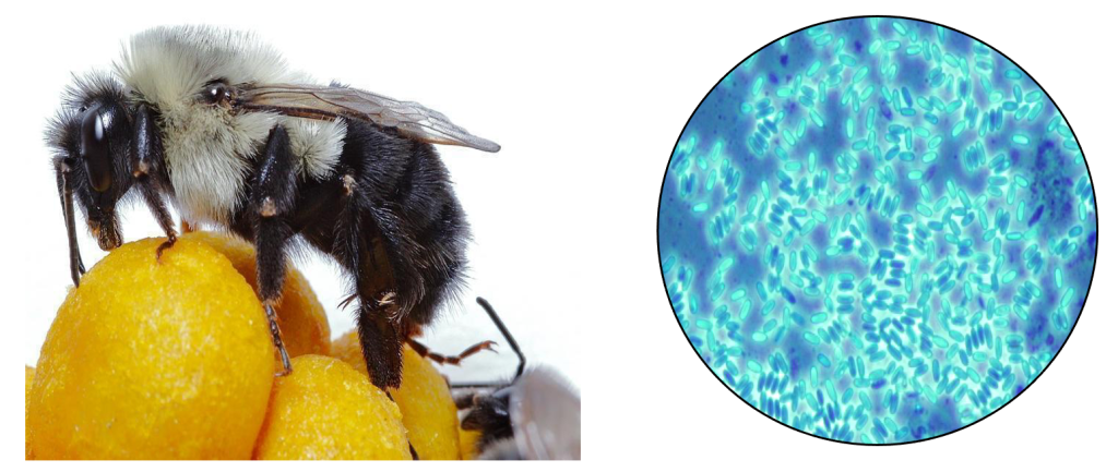 A close-up picture of a bee on a brood of developing juveniles and a microscope image of N. bombi.
