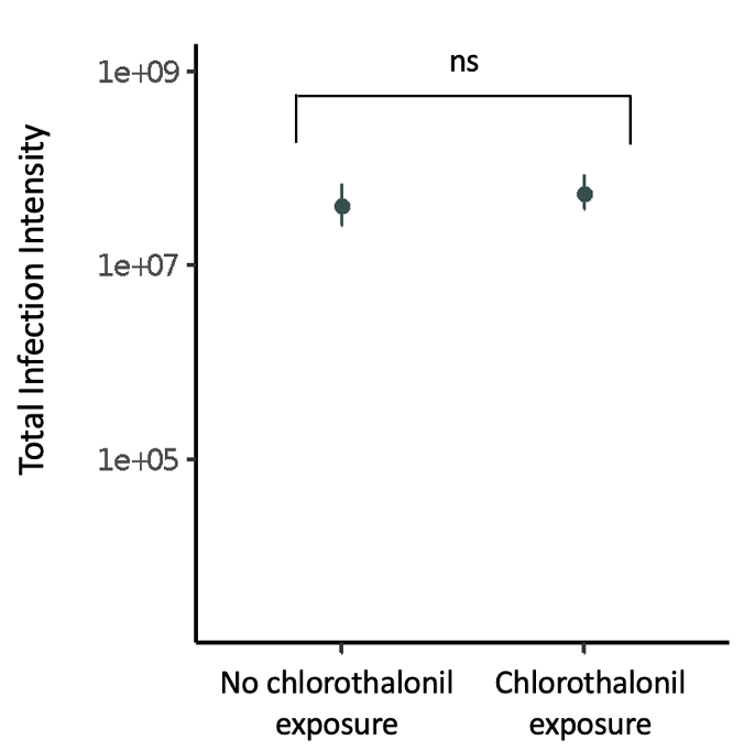 A graph that shows total infection intensity data from two groups of bees, those that were exposed to chlorothalonil as larvae and those that were not. There is no significant difference in total infection intensity between the two groups.