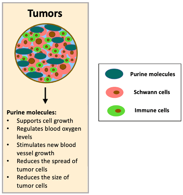 An image that summarizes the role of purine molecules in peripheral nerve tumors. The image shows purine molecules, Schwann cells, and immunce cells clustered around a tumor cell. It has an arrow with a list of the effects of purine molecules, including supporting cell growth, regulating blood oxygen levels, stimulating blood vessel growth, and reducing the spread and size of tumor cells. 