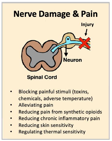 An image that summarizes the role of purine molecules in the regulation of pain, including blocking painful stimuli (toxins, chemicals, adverse temperature), alleviating pain, reducing pain from synthetic opioids, reducing chronic inflammatory pain, reducing skin sensitivity, and regulating thermal sensitivity. 