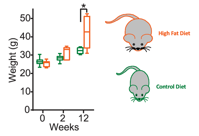 A data figure that shows changes in weight over time. At time zero, mice in both groups were around 25 grams. By week two, mice in the control diet were less than 30 grams and mice on the high fat diet were starting to pass 30 grams. By week 12, mice in the control diet were starting to pass 30 grams, while mice on the high fat diet were nearing 50 grams. The groups were not significantly different until week 12.  