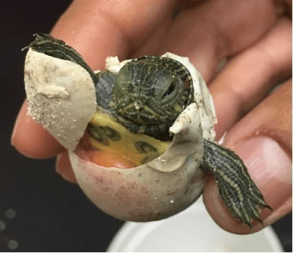 A recently hatched turtle. The turtle is still half inside the egg and is roughly the size of a golf ball. 