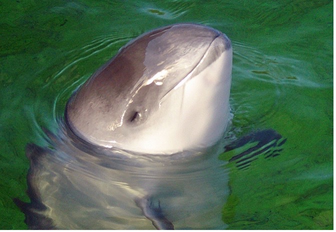 A picture of a harbour porpoise with its face sticking out of the water. 