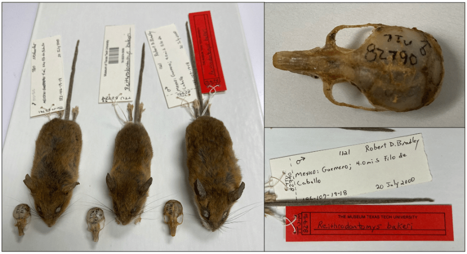 A image with three panels. One panel shows three preserved mouse skins and three labeled skulls. Each mouse has a tag around its foot that includes information about the specimen. One panel include the image of a labeled skulls. The final panel includes a close-up image of the tag for the name-bearing specimen, R. bakeri.