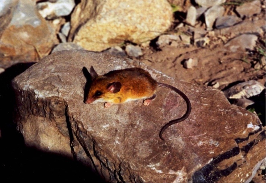 A picture of Reithrodontomys bakeri. it is brown mouse with a white underbelly and a dark brown tail. It sits on a rock. The image was published with the original research article. 