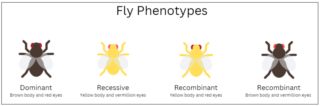 A figure that shows four cartoon flies to depict the different phenotypes. The dominant phenotype leads to a fly with a brown body and red eyes. The recessive phenotype leads to a fly with a yellow body and brilliant red eyes. The recombinant phenotype leads to a fly with a yellow body and standard red eyes or a a brown body and brilliant red eyes.