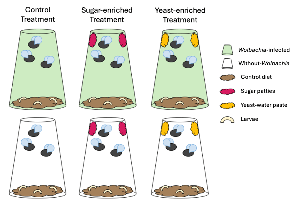 A graphic that depicts the experimental treatments. Each jar has a control diet on the bottom for larvae to feed on. Adult fruit flies can feed on the experimental diets at the top of the jar. The top row of jar shows the flies infected with Wolbachia, the bottom row contains flies that are not infected with Wolbachia. In each row, there are three jars, one with each treatment: control diet only, sugar patties, and a yeast-water paste.