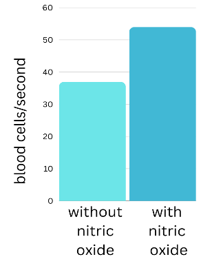 A bar graph is shown. The left-hand bar is labeled “without nitric oxide” and rises to 37 blood cells per second on the vertical axis. The right-hand bar is labeled “after calcium” and rises to 54 blood cells per second on the vertical axis.