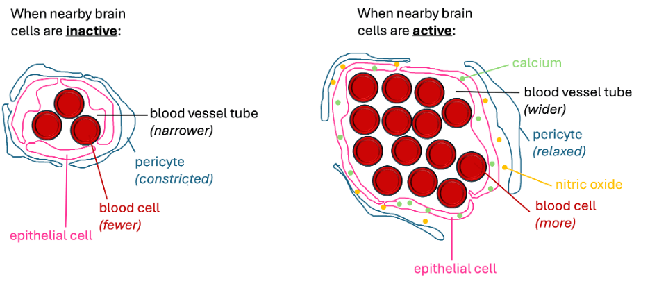 Two side-by-side images that depict blood cells floating in the blood vessel tube, concentrically surrounded by epithelial cells and pericytes. The right-hand image shows the vessel when nearby brain cells are active. The vessel tube is much larger and contains more blood cells when compared to the left-hand image, which shows the vessel when nearby brain cells are inactive. The right-hand image includes small green circles to denote the presence of calcium within the epithelial cells. The right-hand image also includes small yellow circles to denote the presence of nitric oxide being released between the epithelial cell and the pericyte. The pericyte is depicted as more relaxed (less tightly clamped around the epithelial cells) in the right-hand image, relative to the left image.