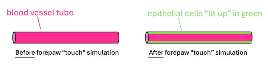 Left-hand image shows solid pink blood vessel tube before forepaw touch stimulation. Right-hand image shows a pink blood vessel tube lined with two horizontal stripes of green at the top and bottom edge of the tube after forepaw touch stimulation.