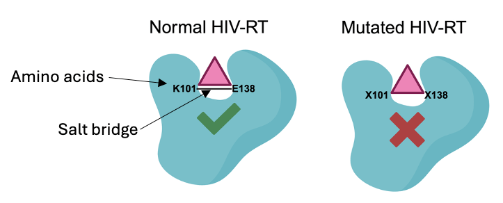 A cartoon depiction of a normal HIV-RT protein with a salt bridge spanning the active site (left) and a mutated protein without a salt bridge present (right).